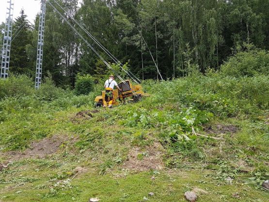 Stubbefresing i skog