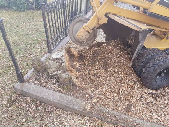 Stubbe på gravplass er halveis borte med stubbefresing